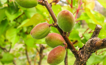 Nagy károkat okoztak a viharok a gyümölcsösökben