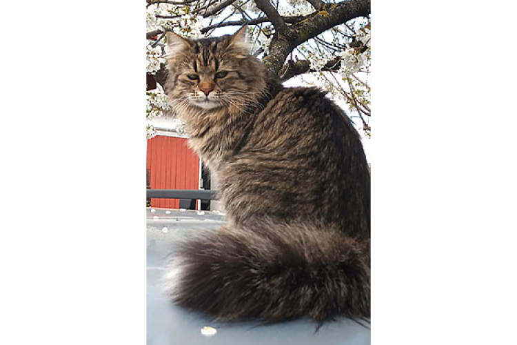 Kérjük, segítsen megtalálni szeretett cicánkat!