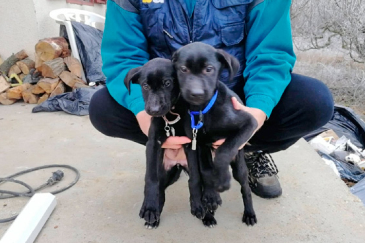 Jó helyre kerültek a kiskutyák