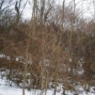 Tavaszváró madárgyűrűzési bemutató 2012.02.24.