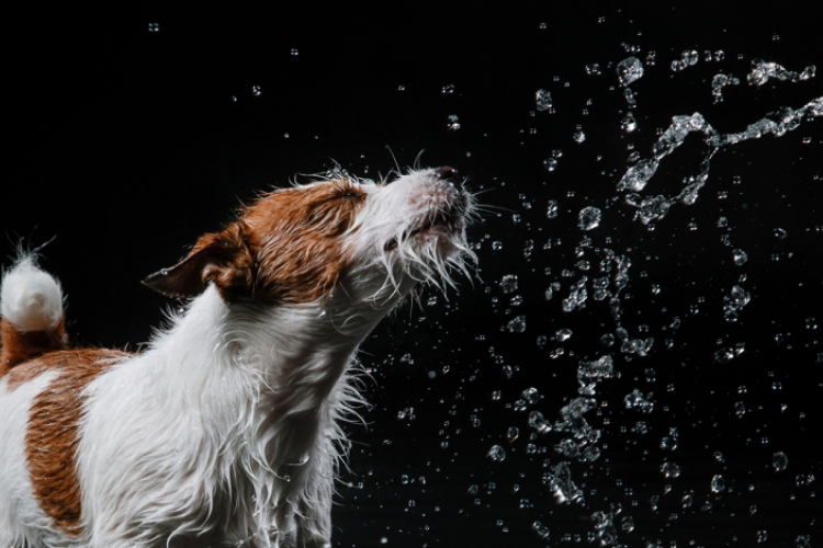 Az állattartóknak kiemelt felelősségük van a hőségriadó idején