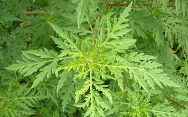 Nőtt a parlagfű pollenkoncentrációja az utóbbi években