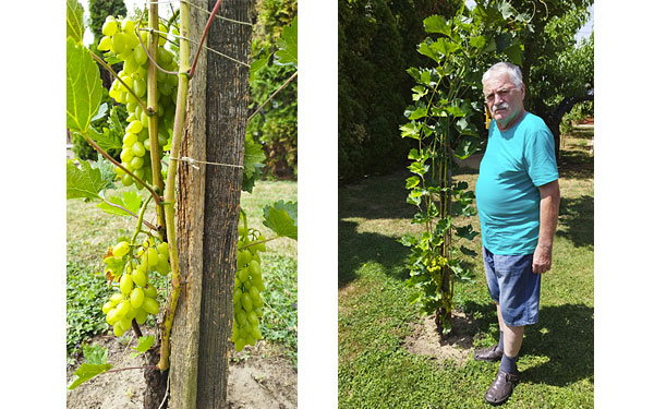 Termőre fordult a göllei kertészmérnök által nemesített szőlő