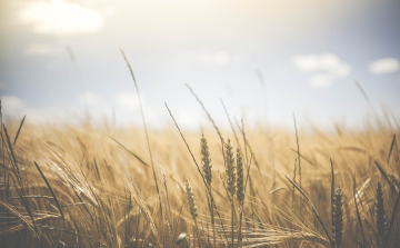 Elkezdődött az aratás, közepesnél gyengébb termés várható