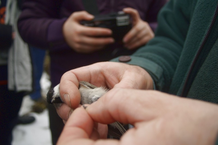 Tavaszváró madárgyűrűzési bemutató 2012.02.24.