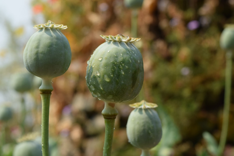 Rekordszintet ért el a globális kokain- és ópiumelőállítás